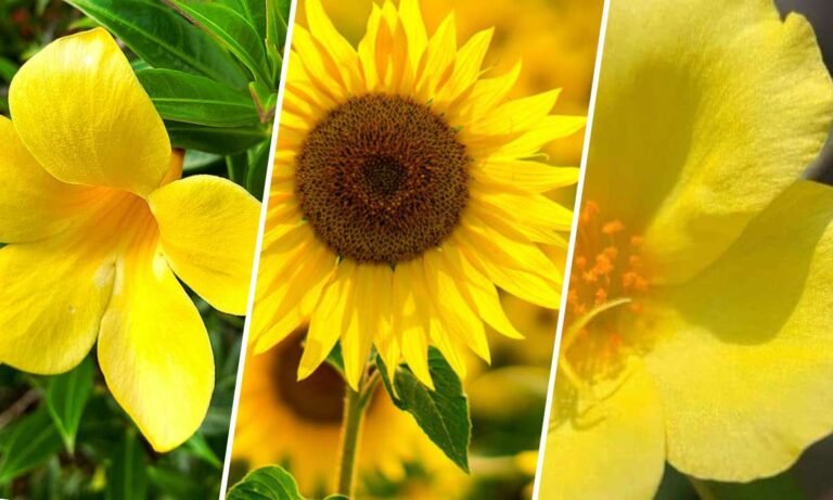 yellow flower meaning