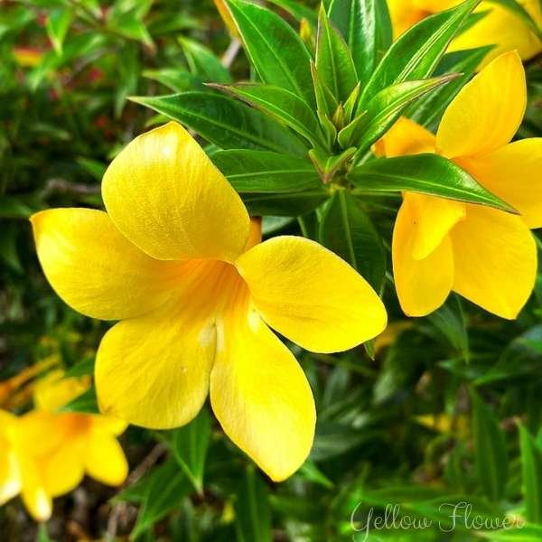 yellow flower meaning
