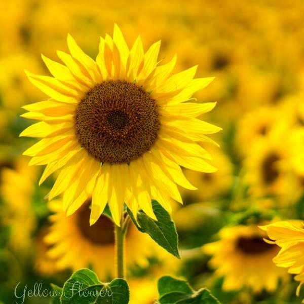yellow flower meaning