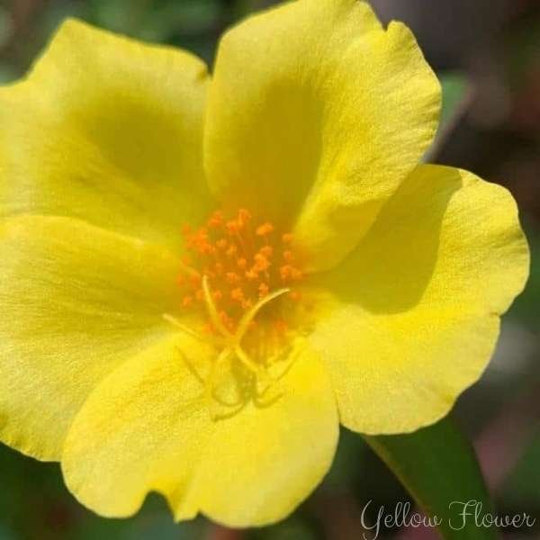 yellow flower meaning