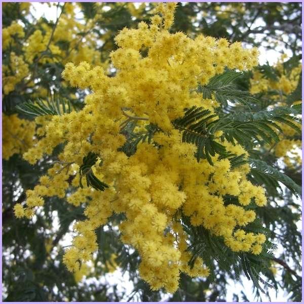 acacia flower meaning