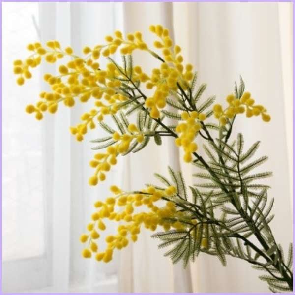 acacia flower meaning