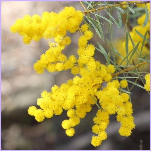 acacia flower meaning