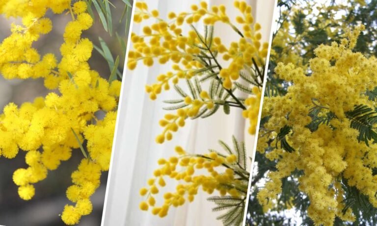 acacia flower meaning