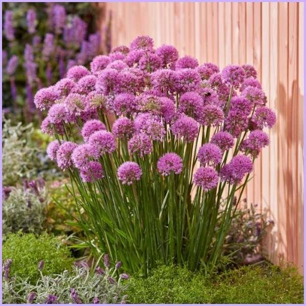allium flower meaning