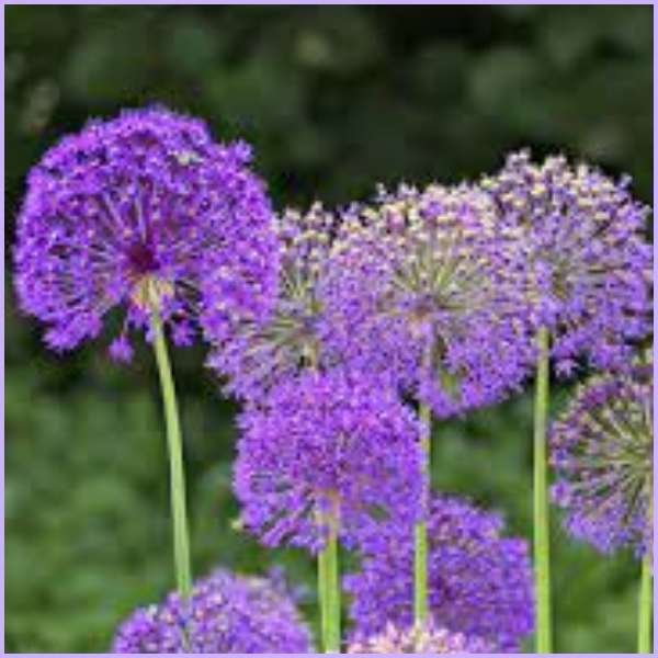 allium flower meaning