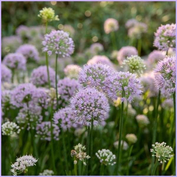 allium flower meaning