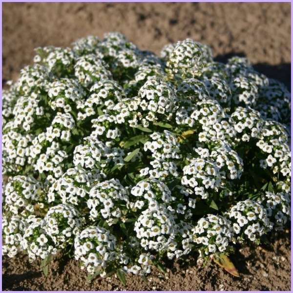 alyssum flower meaning