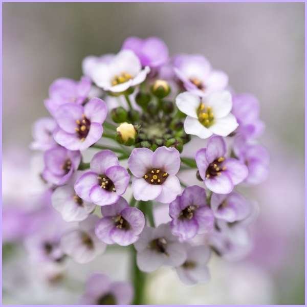 alyssum flower meaning