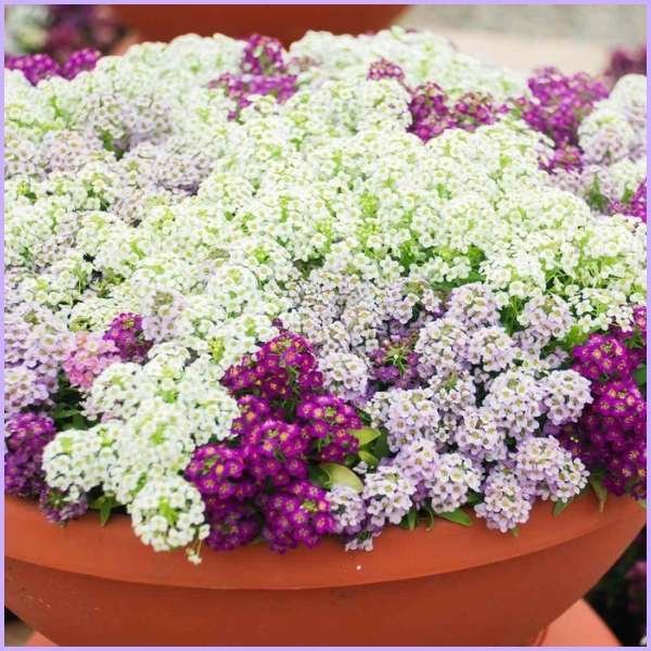 alyssum flower meaning