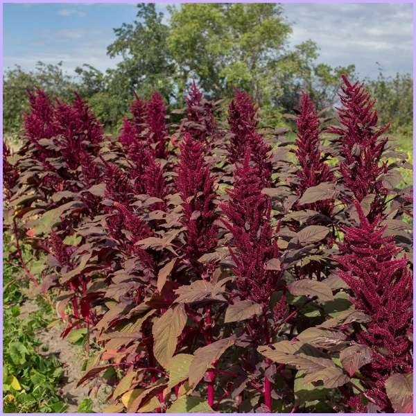 amaranth flower meaning