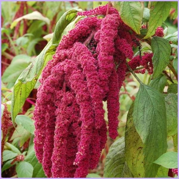 amaranth flower meaning