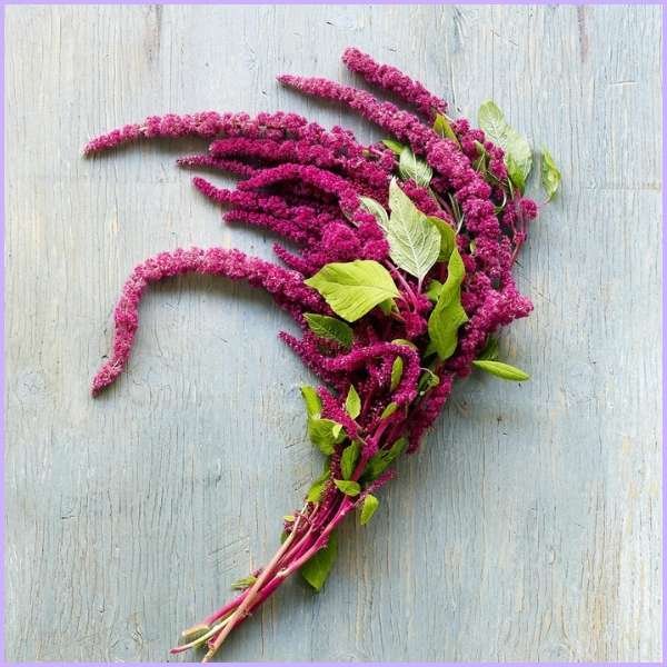 amaranth flower meaning