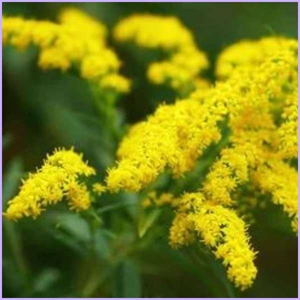 ambrosia flower meaning