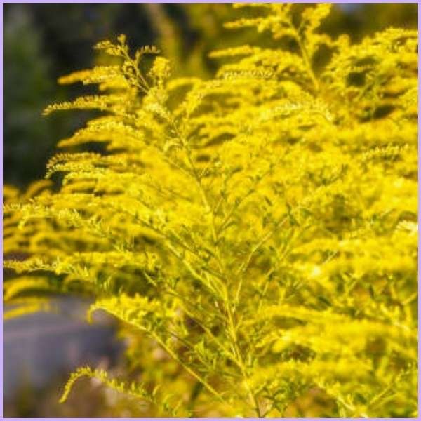 ambrosia flower meaning