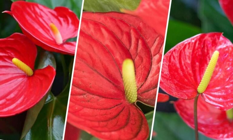 anthurium flower meaning