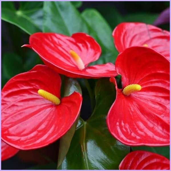 anthurium flower meaning