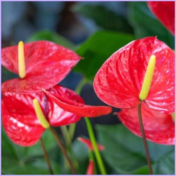 anthurium flower meaning