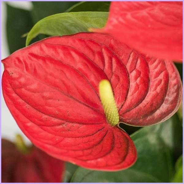 anthurium flower meaning