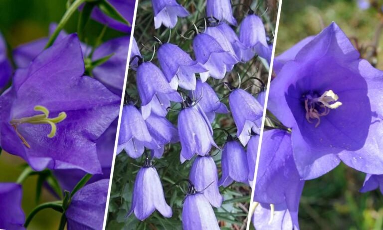 bellflower meaning