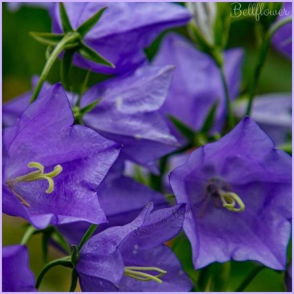 bellflower meaning