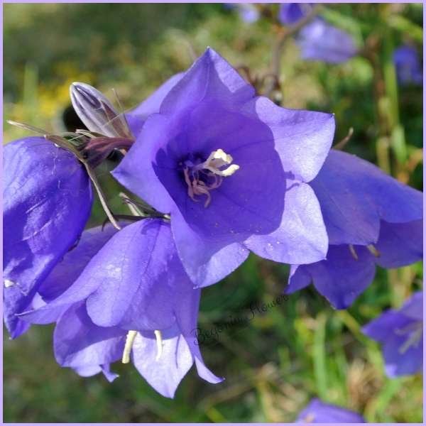 bellflower meaning