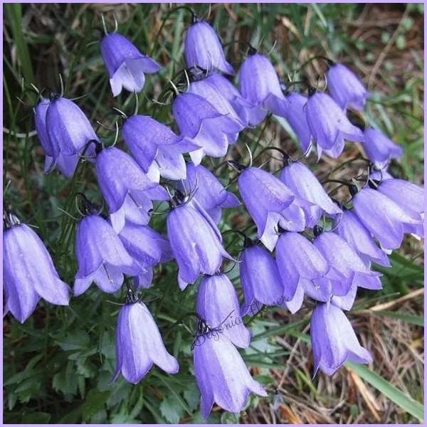 bellflower meaning