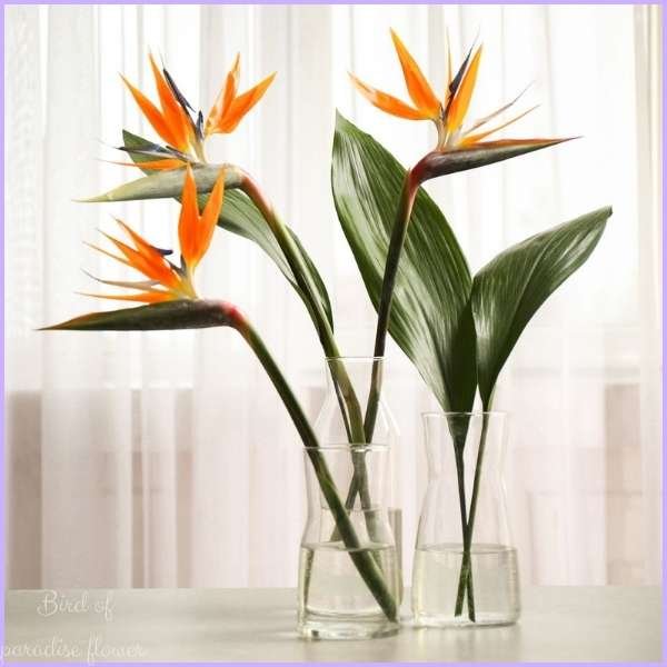 bird of paradise flower meaning