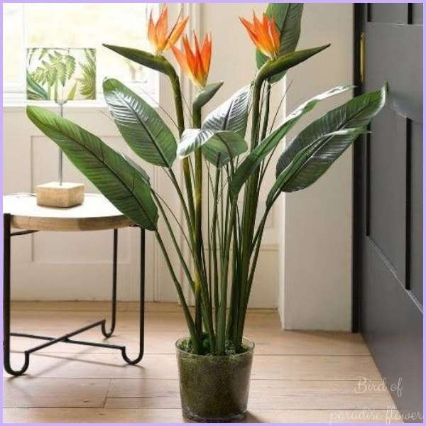 bird of paradise flower meaning