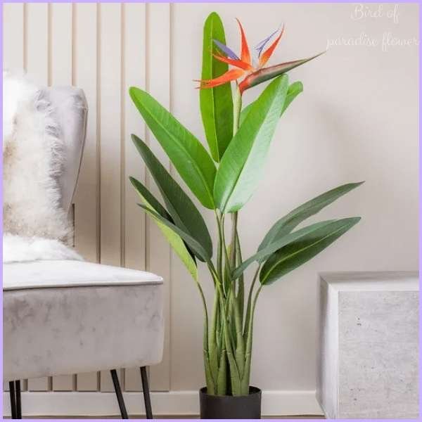 bird of paradise flower meaning