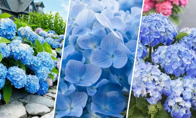 blue hydrangea flower meaning