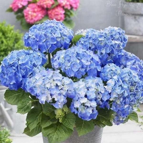 blue hydrangea flower meaning