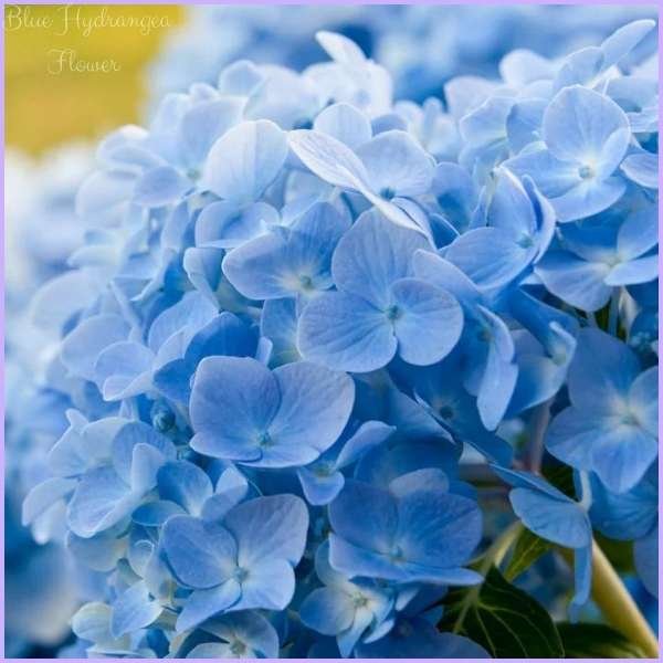 blue hydrangea flower meaning