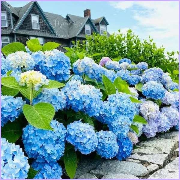 blue hydrangea flower meaning