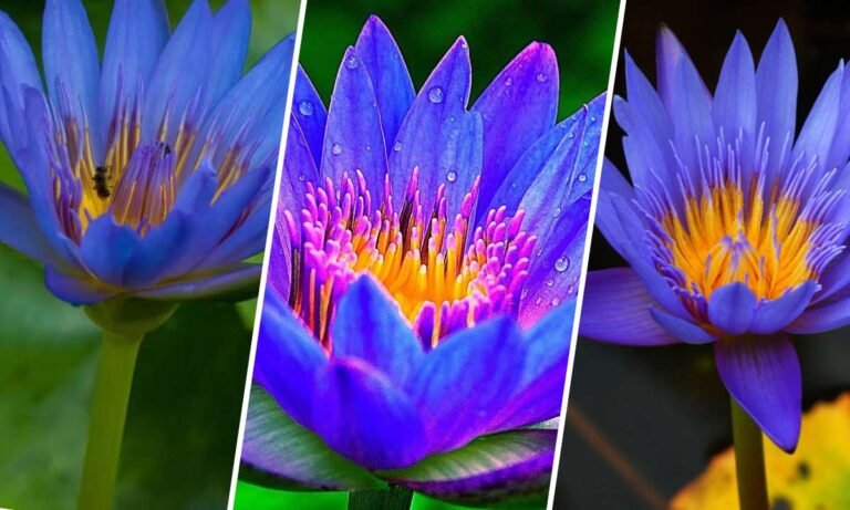blue lotus flower meaning