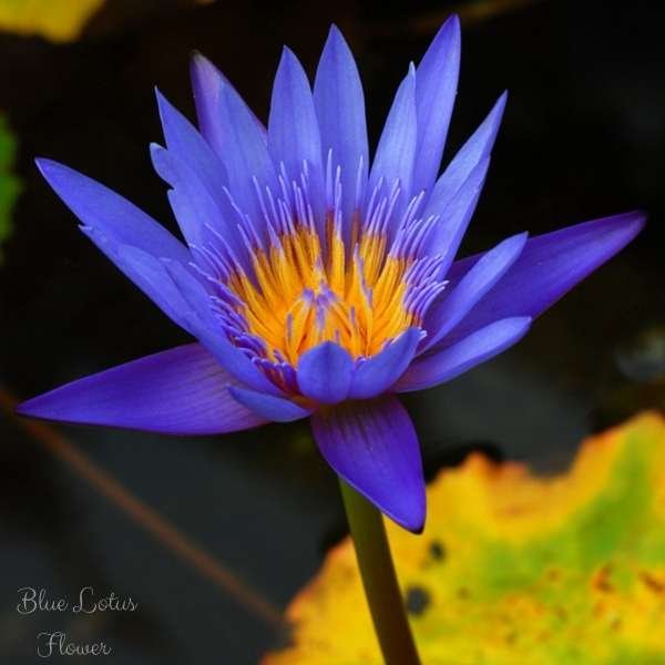 blue lotus flower meaning
