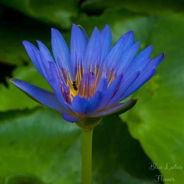 blue lotus flower meaning