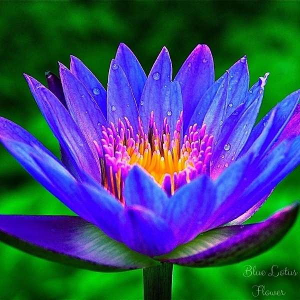 blue lotus flower meaning