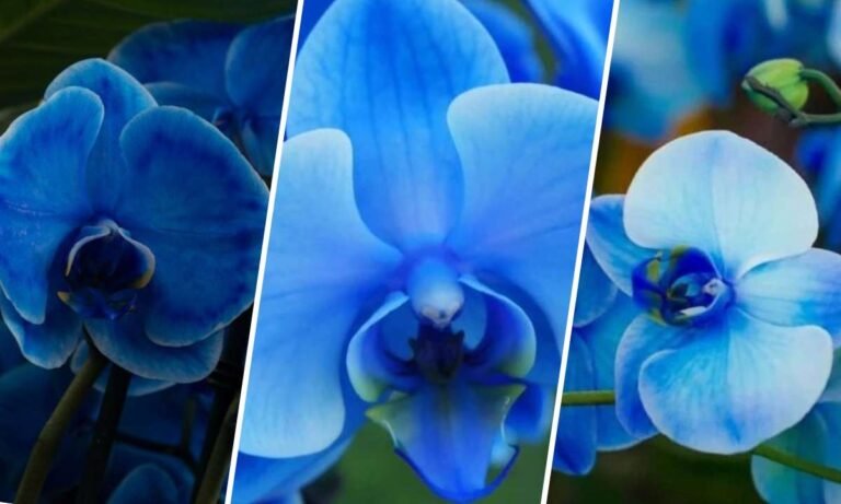 blue orchid flower meaning