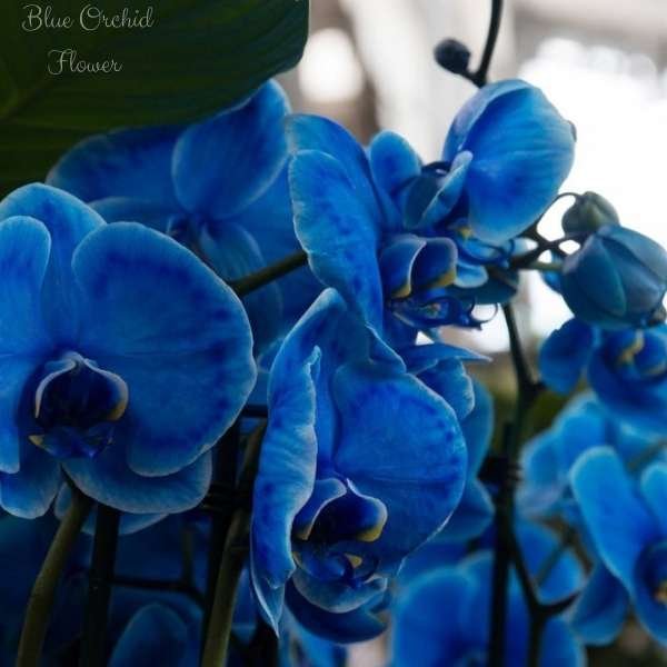 blue orchid flower meaning