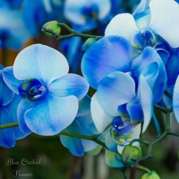 blue orchid flower meaning