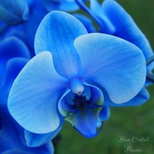 blue orchid flower meaning