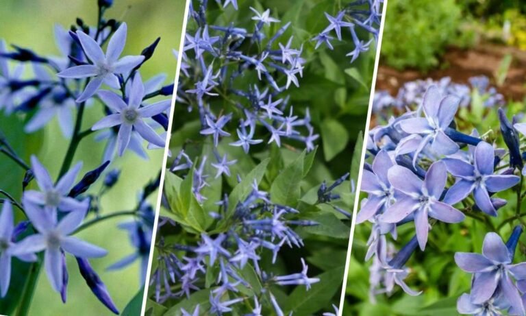 blue star flower meaning