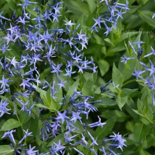 blue star flower meaning
