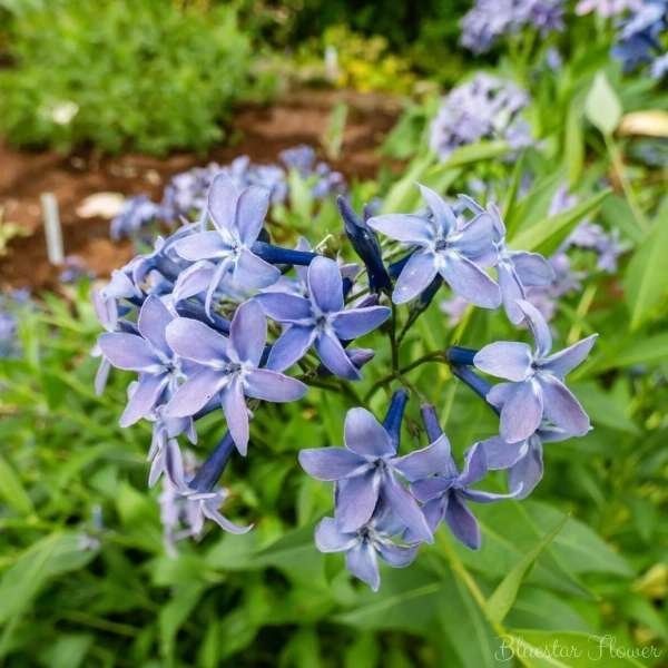 blue star flower meaning