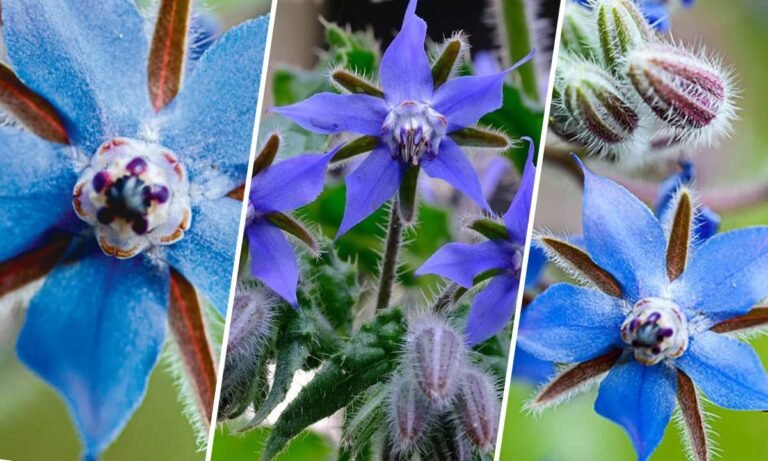 borage flower meaning