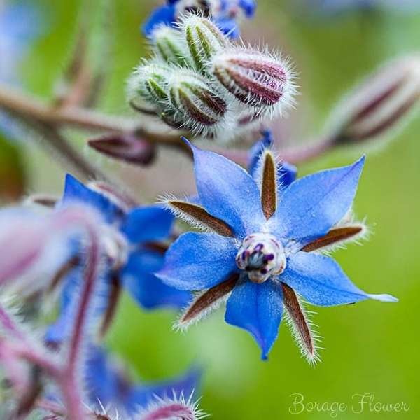 borage flower meaning