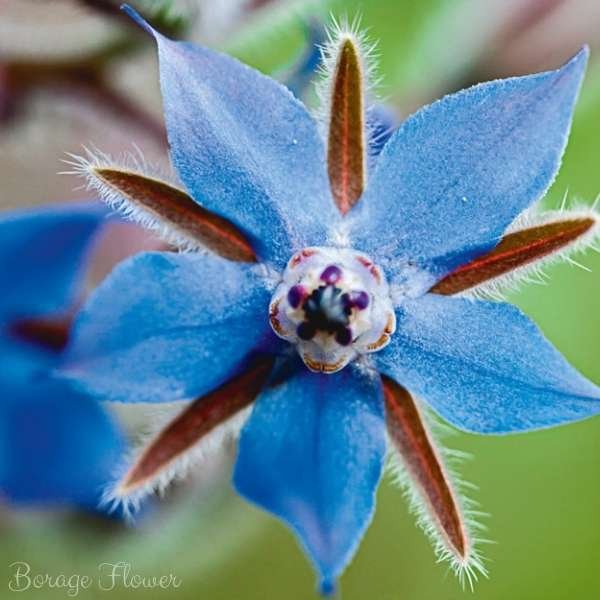 borage flower meaning