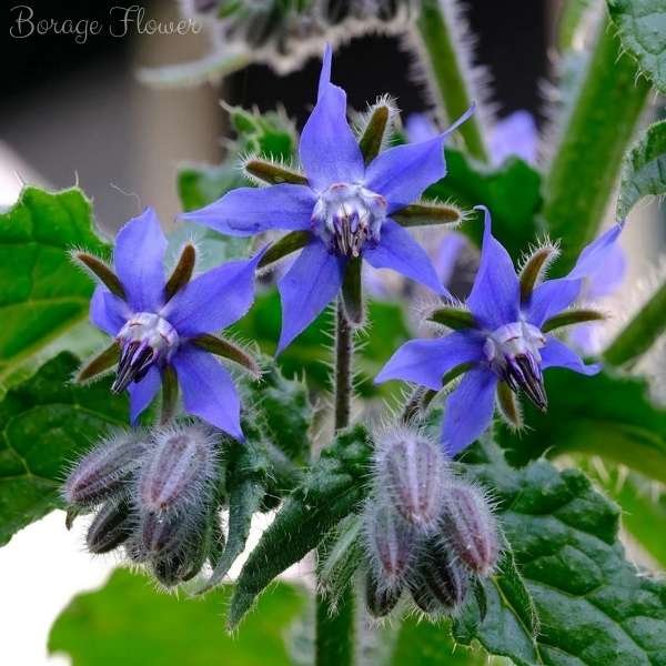 borage flower meaning