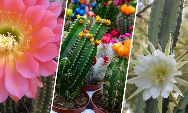 cactus flower meaning